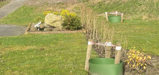Foto van het Anjerperk aan de Dijkpoort. Afwezig zijn ce twee bomen die ter decoratie moesten dienen. Door het gebrek aan deze bomen oogt het totaalgeheel troosteloos en kaal, vooral omdat de versteviging waar deze bomen zouden groeien er nog wel staat.